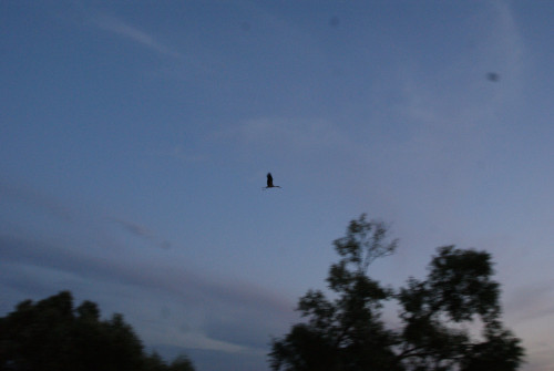 DSC05929.jpg