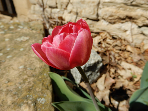 DSCN0363 (2)