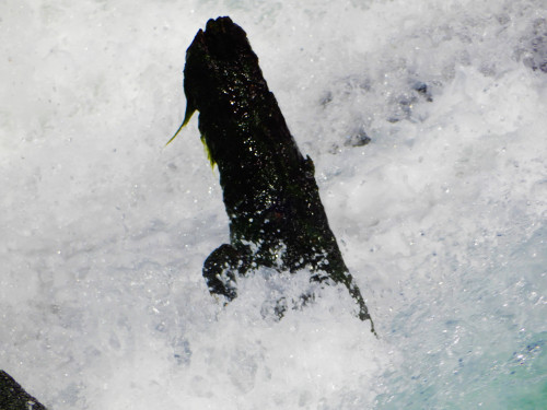 DSCN0639-2.jpg